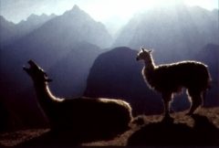 Two llamas greet the sunrise in the Andes Mountains.