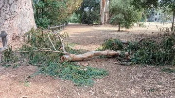 A fallen branch from a eucalyptus tree.