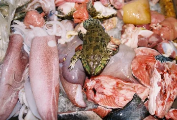 Thai street food frog squid fish etc