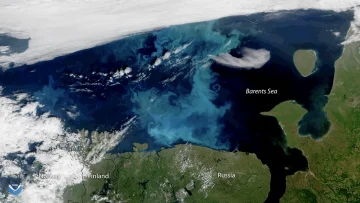 Phytoplankton bloom in the Barents Sea