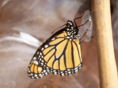 Monarch Butterfliy emerging from chrysalis