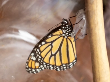 Monarch Butterfliy emerging from chrysalis