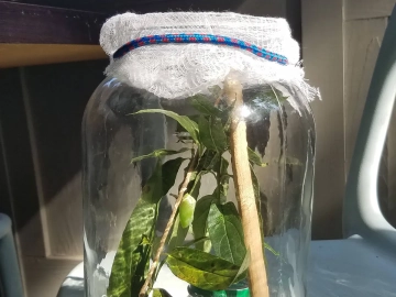 Monarch butterfly chrysalis